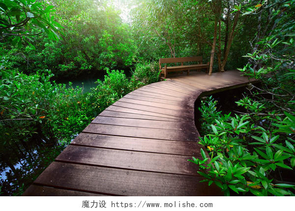 木路通过热带森林和河流木桥
